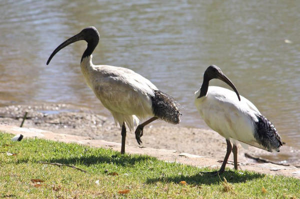 Australian white ibis