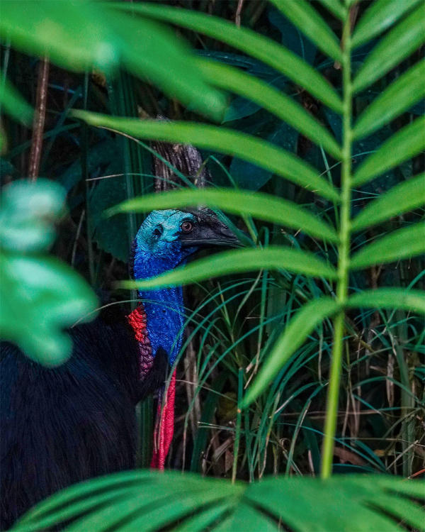 Cassowary behind the trees.