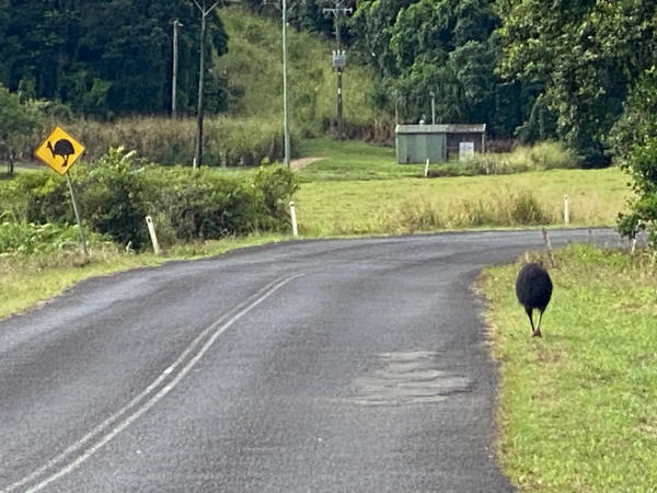 Cassowary crossing the street.