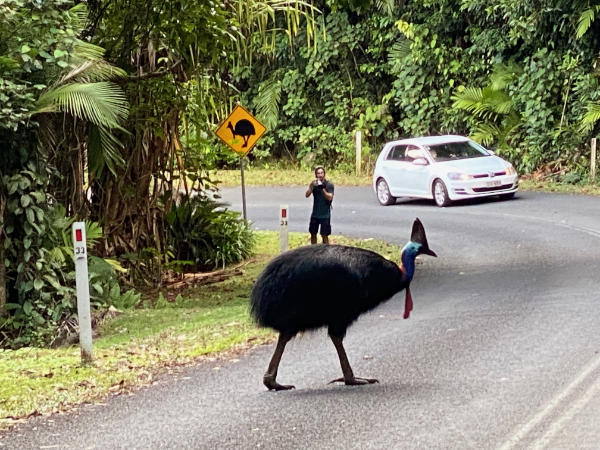 Cassowary crossing the street.