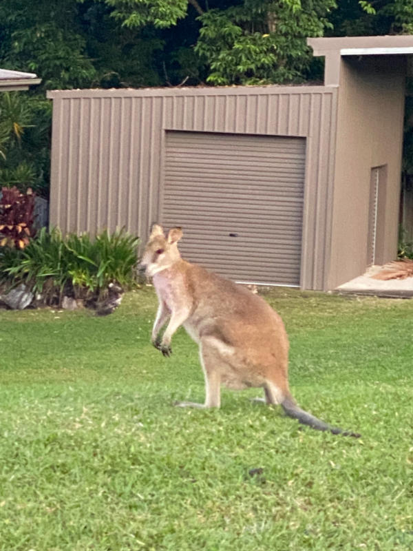 Wallaby