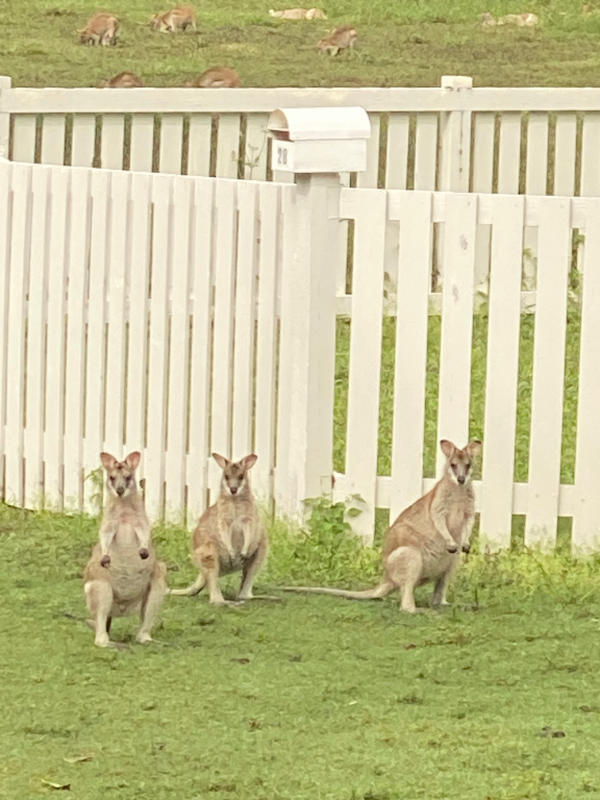 Group of wallabies.