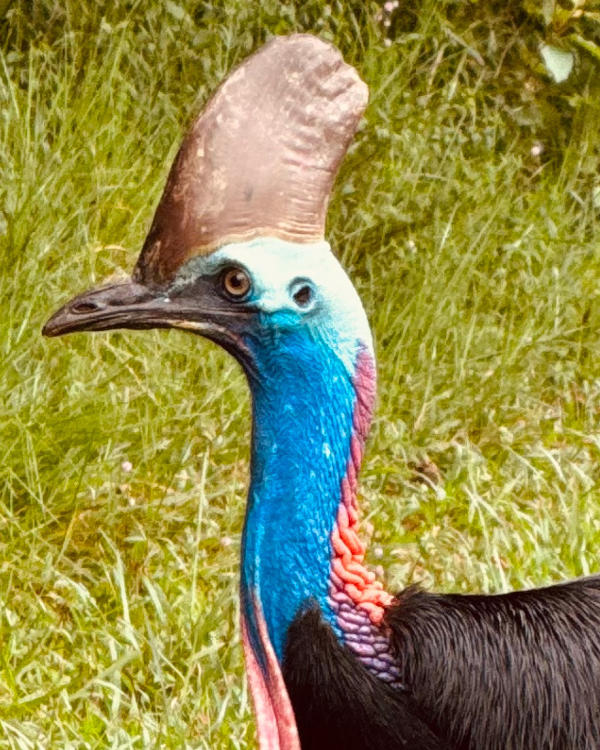 Cassowary up close.